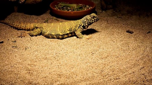 Uromastyx Substrate: The 5 Best And Safest Substrates