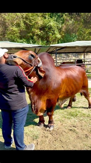 A living symbol of muscle, mass, and majesty | Biggest Bulls Of Bangladesh
