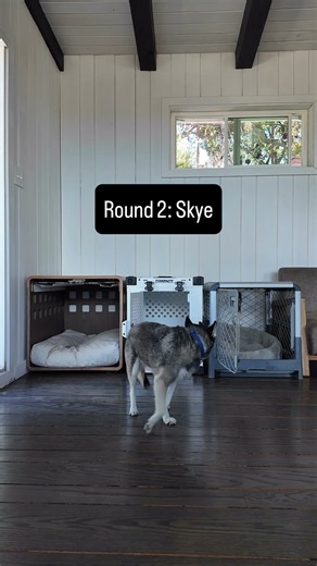 3 Premium Dog Crates, 2 Picky Dogs, 1 Clear Winner