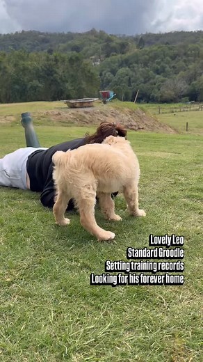 🐾✨ Leo the Standard Groodle Needs a Home! ✨🐾 This dood is absolutely smashing training – right up there with some of the most incredible pups we’ve ever trained! 💪🐶 Leo has the makings to be anything you dream of: 💛 Therapy Dog 📚 School Therapy Dog 🤝 Assistance Dog With the right person and continued training, Leo will make it happen! He’s clever, loving and ready for his forever home 🏡💕 👉 Reach out to Boho Oodles if you’re interested in giving Leo the life he deserves! Check out @_its