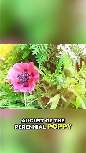 How to Grow Poppies from Seed (Fall & Early Spring Method) Remastered