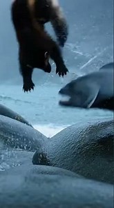 💥 Wolverine vs. Monster Fish: A Brutal 1-on-1 Battle #animalfight #wild #europe #shocking