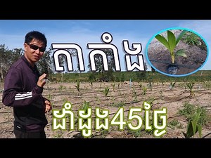 តាកាំងរៀនដាំដូងបានរយៈពេល៤៥ថ្ងៃលូតលាស់យ៉ាងណាហើយ? / Coconut (December 19, 2020)