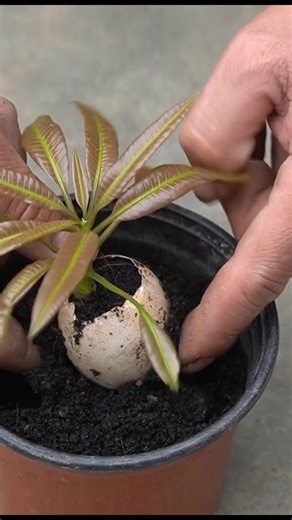 US & Europe Garden Tips Grow Mango from Cutting Easily! | H&H Gardening World