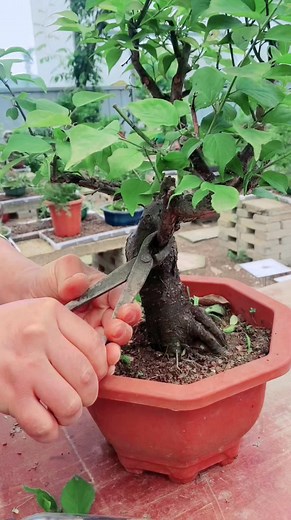 994K views · 3.7K reactions | Trik membentuk bonsai bunga plum. #bonsai #plum #bonsaimania #bonsailovers #bonsaitips #bonsaiinspiration #bonsaimaking #DIY #tutorial | Galeri Pot Bunga & Bonsai | Facebook