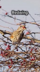 Fieldfares & Redwings absolutely smash berries when the cold hits. It’s why they come here. ❄️ Rowan, hawthorn, sloes & ivy keep them going all winter 🫐🐦😋 Watch hedgerows closely as flocks can appear out of nowhere. Winter birding of the highest order! 😍 | Rock 'n Roll Birder