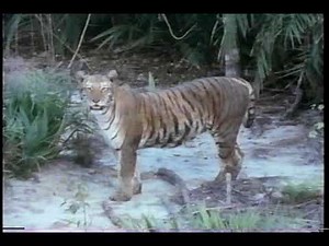 Time Life Nature Video Library: Tiger