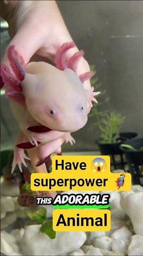 "Meet the Animal With Real-Life Superpowers 🦎✨"smiling baby"😻#AxolotlFacts #CuteAnimals #AnimalFacts