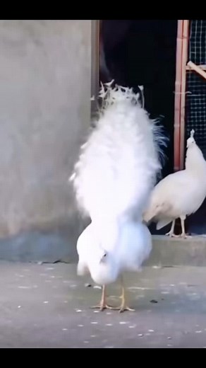 Stunning Peacock Display: White and Blue Beauties