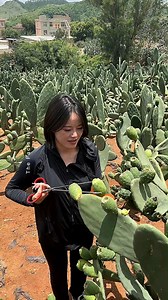 5.4M views · 43K reactions | Why are cactus cultivated in large quantities in China! #shorts #farming #plants #fruits #instagram #reels | The Facts Hub | Facebook