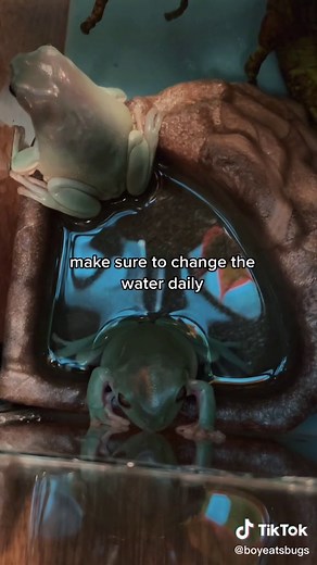 Water Dish for Dumpy Tree Frogs: Splashing Fun and Soaking Habits