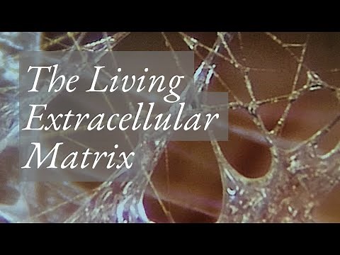 Jean Claude Guimberteau: The Extracellular Matrix, Biotensegrity & Order From Chaos