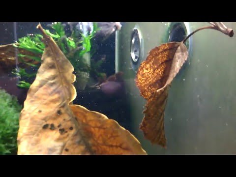 Water Circulation for Shrimp Tanks: Why Oxygen Movement is Essential for Shrimp Health