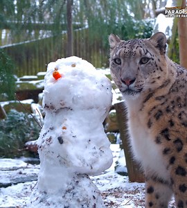 Jessie the Snow Leopard meets a Snowman! ⛄️ Our team tried to make the most of snow day by making a snowman for our wonderful snow leopard Jessie. Do you think she was a fan of it? 😻 | Hertfordshire Zoo