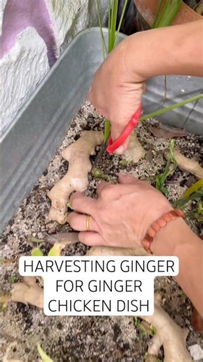 Check out this ginger chicken dish mom made! #ginger #chicken #cooking #propagation #gardening
