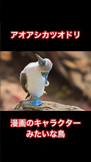 推しカツオドリはアオアシカツオドリです#動物#雑学#生態#ぱいせんチースチース#ずんだもん#アオアシカツオドリ