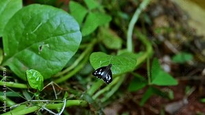 Udaspes folus, the grass demon, basking long proboscis on Basella alba leaf