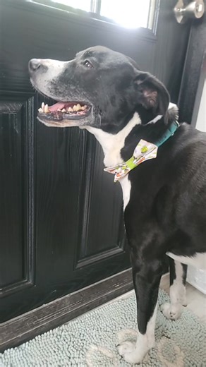 Shep is a 8 ur old collie who loves to play and go on walks!🐾LINK TO ADOPT OR FOSTER🐾 Alwaysandfurever.org/forms 💙Barn Wishlist https://www.amazon.com/hz/wishlist/ls/OT3DES5ACCJA?ref_=wl_share 🐈‍⬛cat wishlist https://www.amazon.com/hz/wishlist/ls/1DLFT5V15ZNTW?ref_=wl_share 🐾Off-site Volunteer Forms https://alwaysandfurever.simplybook.me/v2/ 🏠Hotel Getaways https://www.alwaysandfurever.org/hotel- getaways/ There are so many ways to give and make a life-changing impact: 🐾 Shares! They help