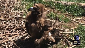 8.6K views · 613 reactions | Today is International Vulture Awareness...