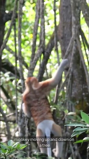 You Won't Believe How Monkeys Climb Trees!