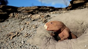 Mammal Origins Preview | NOVA