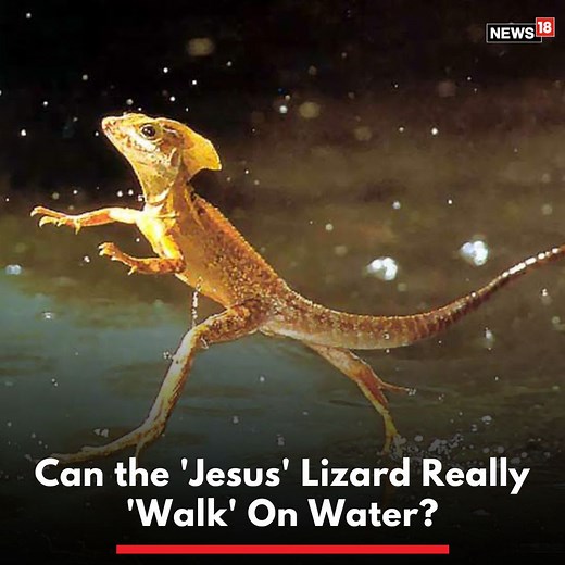 8.2K views · 47 reactions | The reptile most associated with the...
