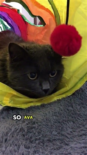 Does your name end in an uh sound? #fyp #catmeme #catfunny #cat #funny #cute #catshorts #pets