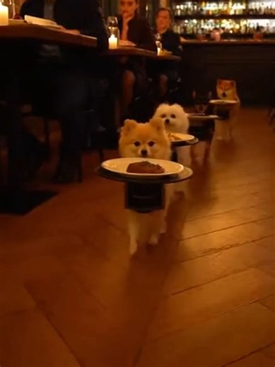 Service So Good It Wags Back#PawsOnDuty#DogDeliveryCrew#WaiterDogs#DogWorkLife