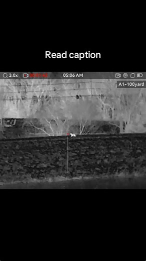 Coyote Hunting Adventure in Crocs and a Robe