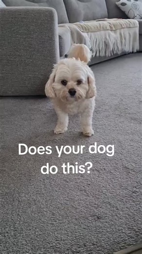 maltese club on Instagram: "📽️ From: @klae.max "Dog noise Ive read different things about this noise Thankfully it doesnt last long I usually stroke his throat to help ease it do #maltese #malteseofinstagram #maltesers #malteseofficial"