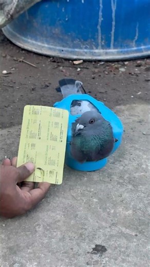 Cod Liver Oil Capsule for Pigeons 🕊️ | Boost Health & Breeding Power #CodLiverOil #PigeonHealth