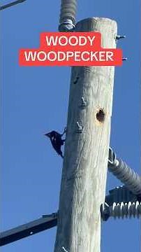 Woody Woodpecker‼️👀 #fyp #share #woodpecker #nature #bigduke13