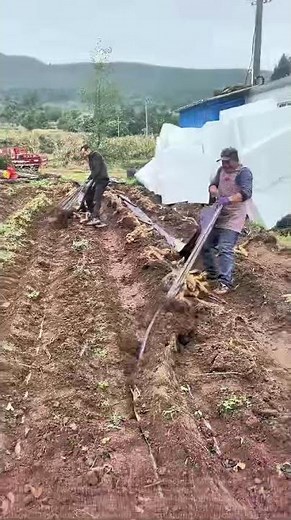 Farmer's Yam Digging Method: Simple Tools, Full Harvest!