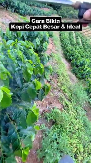 Make No Mistakes! How to Make Coffee Quickly, Bigger & Ideal (Top vs. Root Treatment)