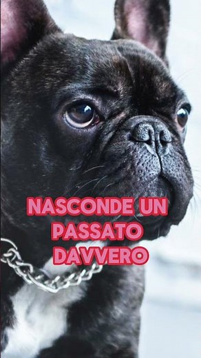 Tutto quello che devi conoscere sul BULLDOG FRANCESE