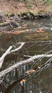 Atlantic Salmon Spawning on a Redd | Wild Fish, Real Moments #GetFishorDieTrying