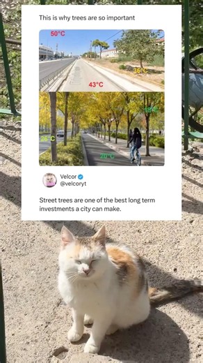 This is why trees are important