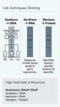 SOUTHERN NORTHERN WESTERN BLOTTING EXPLAINED USMLE BIOLOGY REVIEW MOLECULAR DIAGNOSTICS TUTORIAL