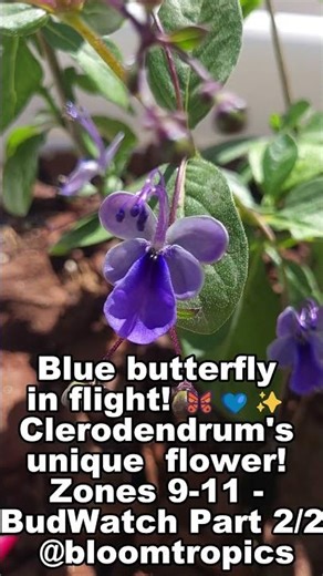This Flower Looks Like a Blue Butterfly! 🦋 Clerodendrum Ugandense (Part 2)