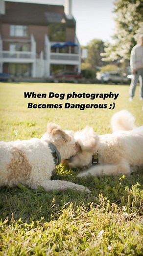 35 reactions · 4 comments | Pro Tip: If you are a dog photographer at the dog park, squating down around a bunch of very playful dogs while photographing them may lead to unexpected results… #dogphotographer #dogparkfun #dogparklife #doodlesofinsta #doodlelovers #goldendoodlesofig #doodledog | Loose Leashes by Ron Schmidt | Facebook
