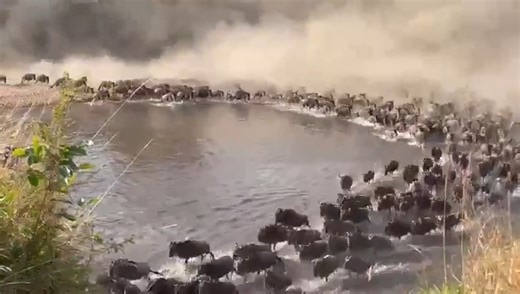 2.3K views · 57 reactions | Let the Great Migration commence! It's...
