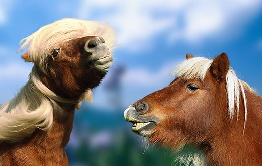 Celebrating the UK’s horse breeds: native ponies to heavy horses and all types in between