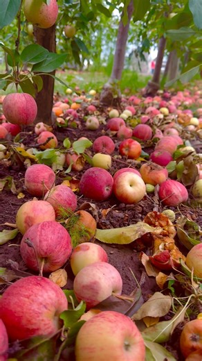 131K views · 10K reactions | A beautiful Apple Orchard  ( Barthel Fruit Farm, Wisconsin,USA ). #barthelfruitfarm #naturephotography #naturelover #apple #picking #orchard #usa #picking #chicago #fun #love #viral #reels #instagram #reelsinstagram #iphonephotography #hiking #fall #winter #wisconsin #bd #bdcommunity | It’s Amirah’s Diary | Facebook
