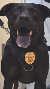 4.6K views · 69 reactions | Meet the dogs of DOC: from the Prison Pet Partnership program to Brigadoon Service Dogs to drug detection dog training and more, we’ve got all kinds of four-legged friends to celebrate this #nationaldogday! ‍了 | Washington State Department of Corrections | Facebook