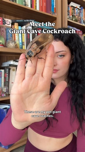 Inspire Exotics • Exotic Pet Content Creator on Instagram: "Meet my Giant Cave Roaches (Blaberus giganteus). I finally have adults after the juveniles took ages to mature, can’t wait for my colony to expand 😊🪳 . . . . . #roach #bug #exoticpets"