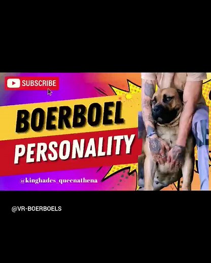 Unveiling the Mysteries of the Boerboel Dog Personality This dog is known for its intense loyalty and fierce protectiveness, and we'll be looking at why these characteristics are so important. Not all Boerboel Dogs are the same, which is why it's important to understand their personality traits. By understanding their personality, you'll be able to provide them with the care they need to be happy and healthy. So come join us as we unveil the mysteries of the Boerboel Dog Personality! #boerboel #