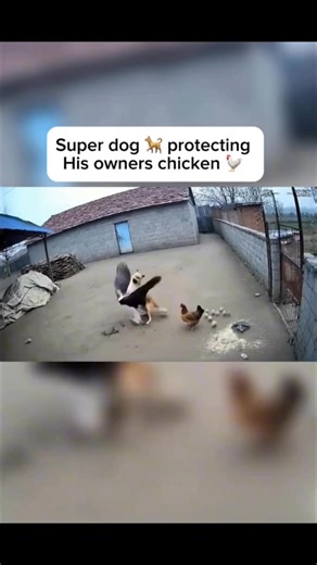 15M views · 165K reactions | Super log #viralreels #dog @top fans #goviral #trendingreelsvideo | Mazifocus | Facebook