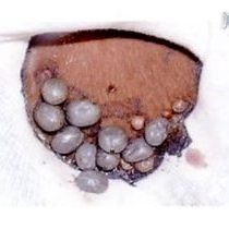 Video: RNA Interference in Ticks