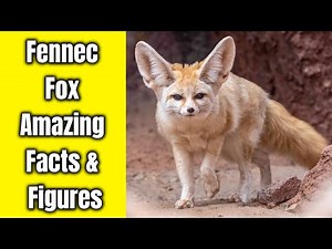 Fennec Fox Amazing Facts | Fennec Fox Amazing Facts & Figures | Fennec Fox Amazing Facts