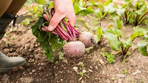 Early tips for your spring vegetable garden | Gardener State